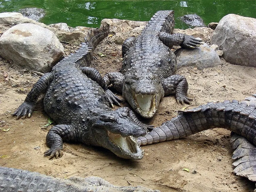 Gir Jungle Safari – view 3